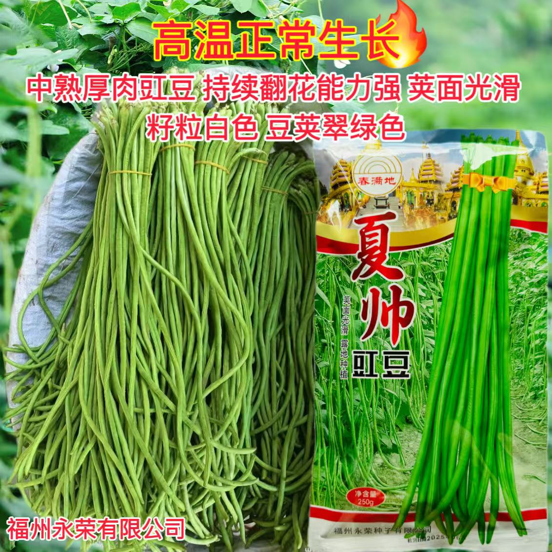 夏帅豇豆角种子早中熟耐