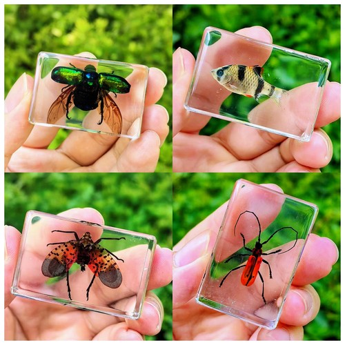 昆虫树脂标本真虫琥珀摆件真实幼儿园小动物标本蝎子蜘蛛甲虫金龟