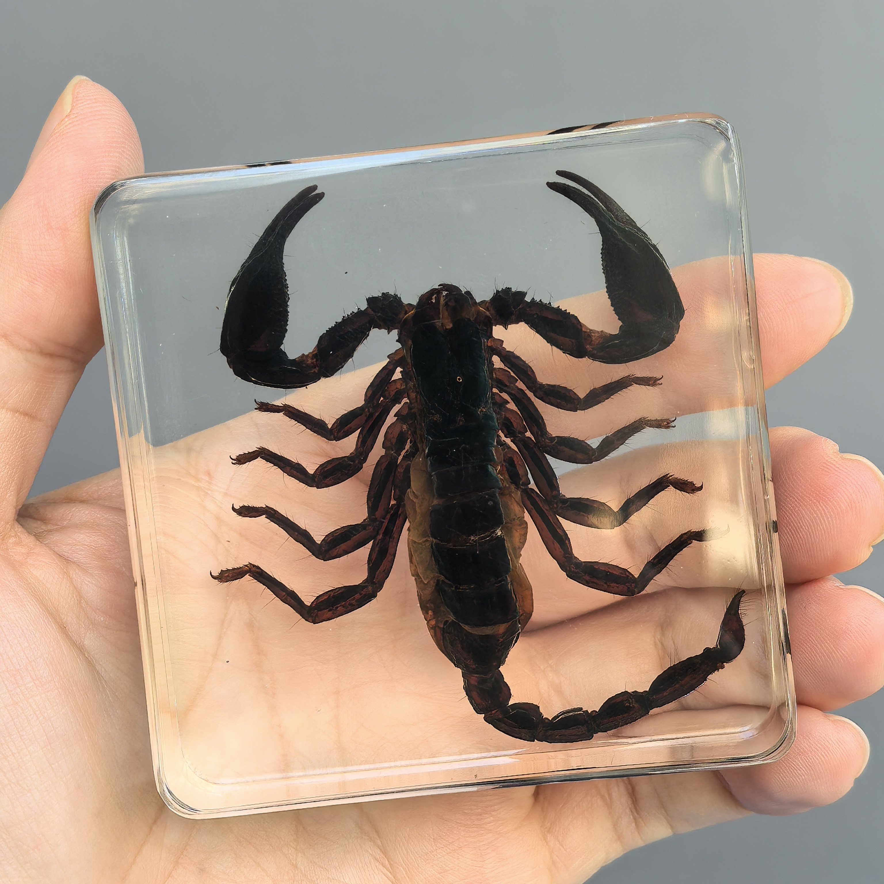 真实动物标本树脂昆虫琥珀摆件幼儿园科普真虫蜘蛛蝎子蜻蜓甲虫