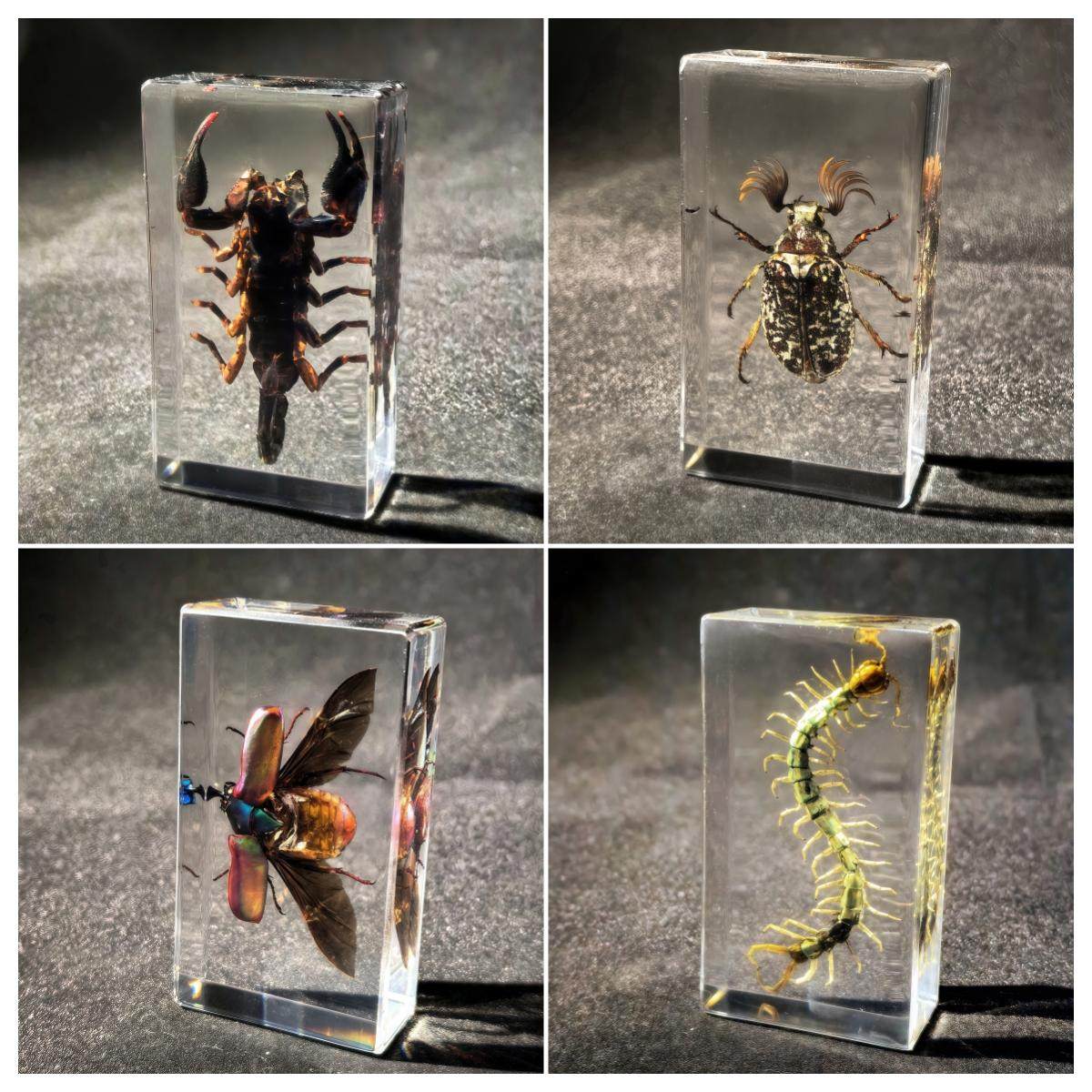 真实树脂昆虫标本透明琥珀幼儿园玩具蜘蛛蝎子螃蟹蝴蝶奖品礼盒
