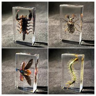 真实树脂昆虫标本透明琥珀幼儿园玩具蜘蛛蝎子螃蟹蝴蝶奖品礼盒