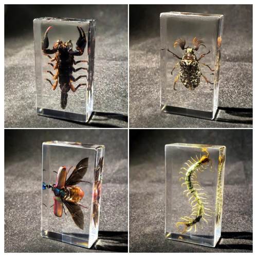 真昆虫透明树脂标本类装饰画