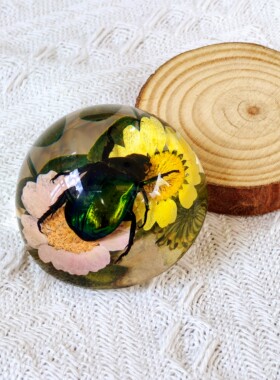 真实昆虫动物标本琥珀半球桌面摆件立体居家客厅台饰蜘蛛蝎子