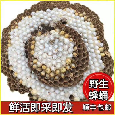 新鲜野生活体蜂蛹蜂虫马蜂胡蜂地蜂虎头蜂野味油炸活体发货1000g