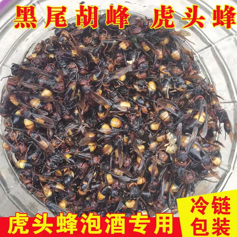 虎头蜂金环黑尾地蜂大马蜂胡蜂葫芦蜂黄蜂红娘黑蜂活蜂现泡250g