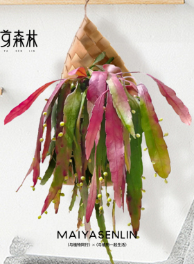 红叶丝苇垂吊绿植开花多肉吊兰室内室外阳台尽净化空气老苗带篮子