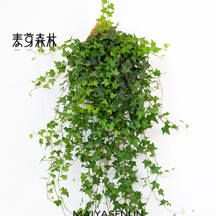 枫叶常春藤200口径特级室内垂吊绿植 枫叶大号200