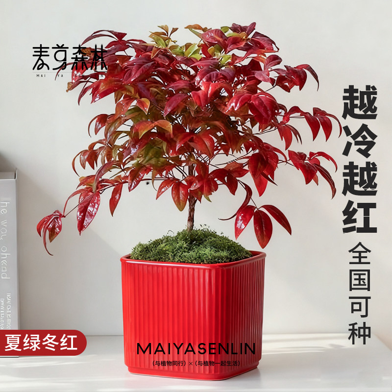 【添天福】火焰南天竹耐寒耐热四季观叶绿植盆栽阳台花园年宵花,鲜花速递/花卉仿真/绿植园艺,绿植,淘宝优惠券,粉丝福利购,淘宝优惠卷