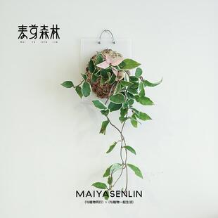 球兰系列 三色金心克林克金边内锦球兰室内花卉垂吊盆栽绿植好养