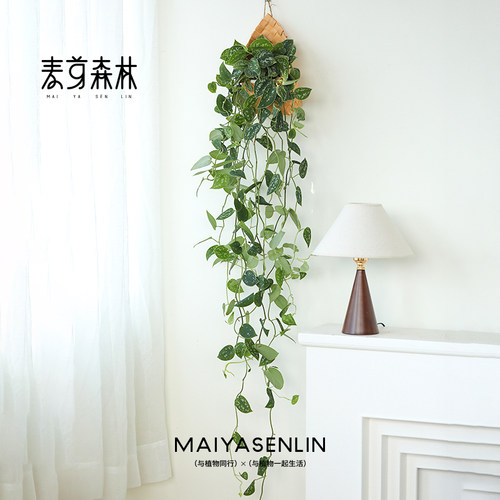 1米长/银斑葛绿萝盆栽花叶