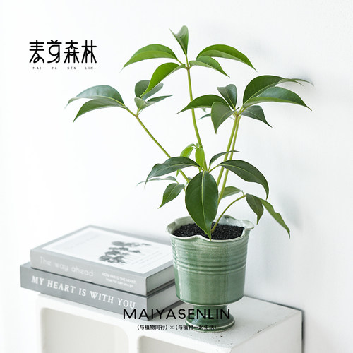 大叶伞室内好养植物耐热耐寒耐阴耐晒适合客厅桌面办公室摆放