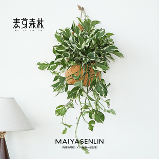 白金葛 长藤雪花葛爬藤垂吊阳台室内桌面水培好养易活植物吊兰