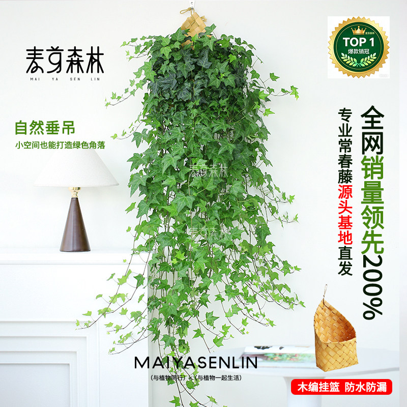 枫叶爆款丨常春藤爬藤垂吊绿植观叶春季精选四季生长常青枝条花园,鲜花速递/花卉仿真/绿植园艺,绿植,淘宝优惠券,粉丝福利购,淘宝优惠卷