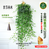 精选四季 枫叶爆款 常春藤爬藤垂吊绿植观叶春季 生长常青枝条花园