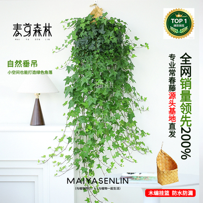 枫叶爆款常春藤爬藤垂吊绿植