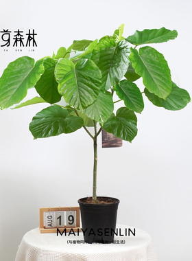 落地爱心榕盆栽绿色茂盛植物大叶四季好养易活型基地