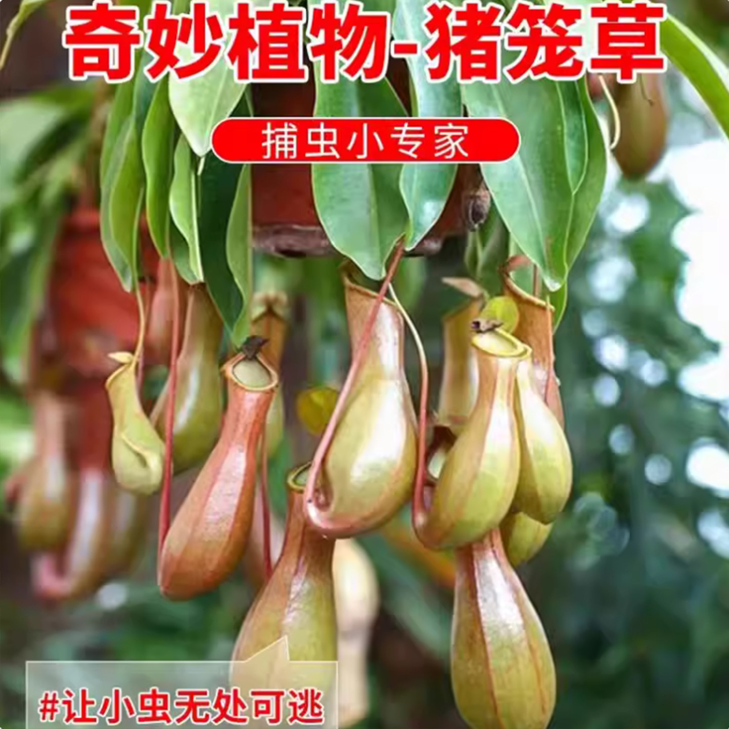 【食虫捕蝇草】猪笼草带10-15个笼子发货盆栽绿植夏天室内吊兰