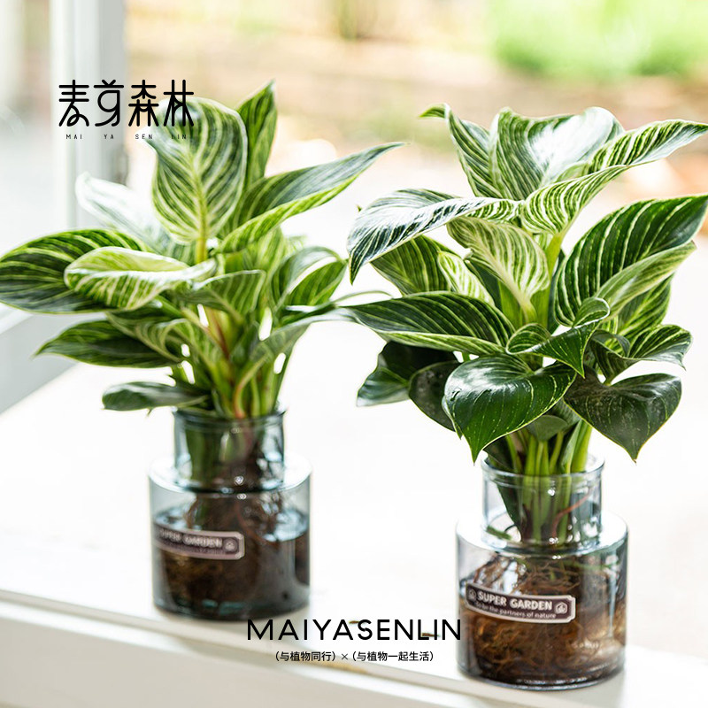 铂金钻绿公主万年青水培绿植室内颜值净化空气好养易活植物大叶