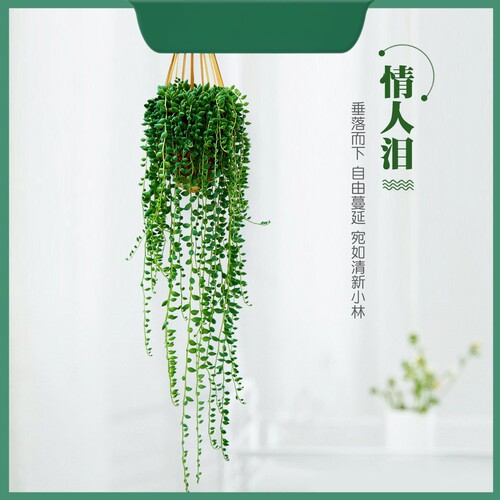 基地直发丨佛珠情人泪多肉绿植盆栽竹篮书房阳台庭院好养吊兰植物