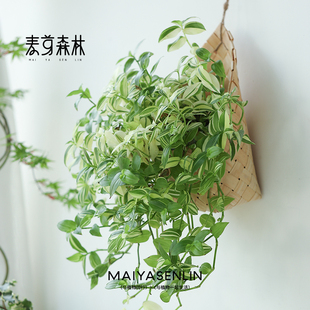 青白玉吊兰 花卉盆栽懒人室内客厅阳台除甲醛净空气垂吊壁挂植物