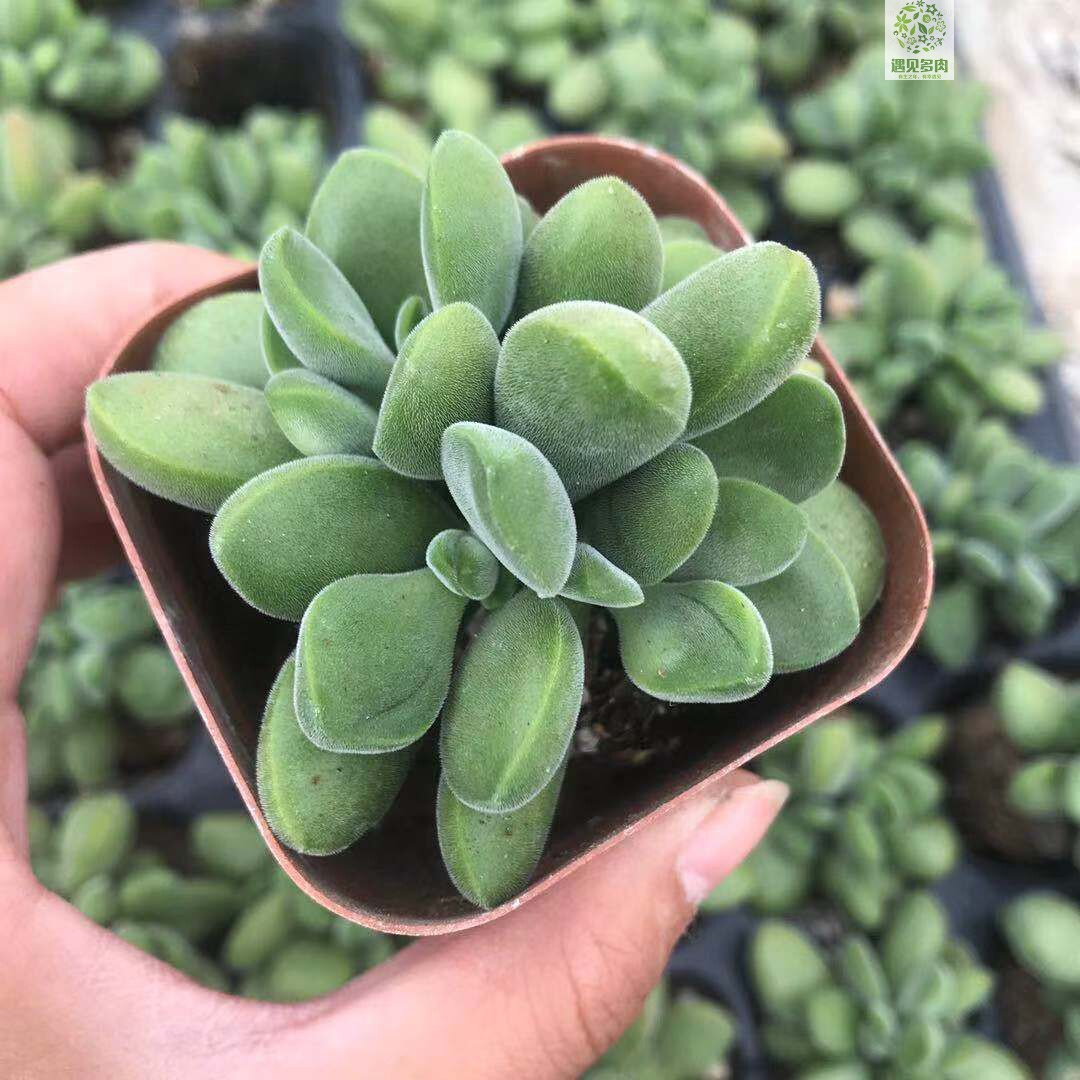 22若歌诗多肉植物青锁龙属耐半阴毛茸茸书桌茶几窗台盆栽绿植洛m
