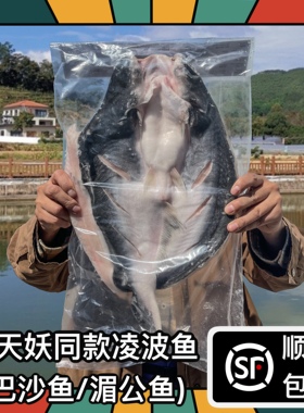 半天妖同款冷冻腌制凌波鱼去鳃去内脏开背湄公巴沙鱼烤鱼商用