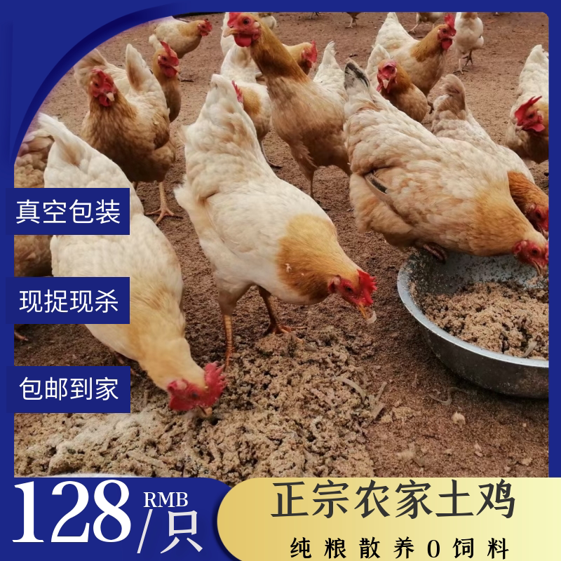 湖南散养新鲜现杀三黄鸡包邮