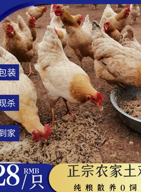 湖南散养新鲜现杀三黄鸡包邮