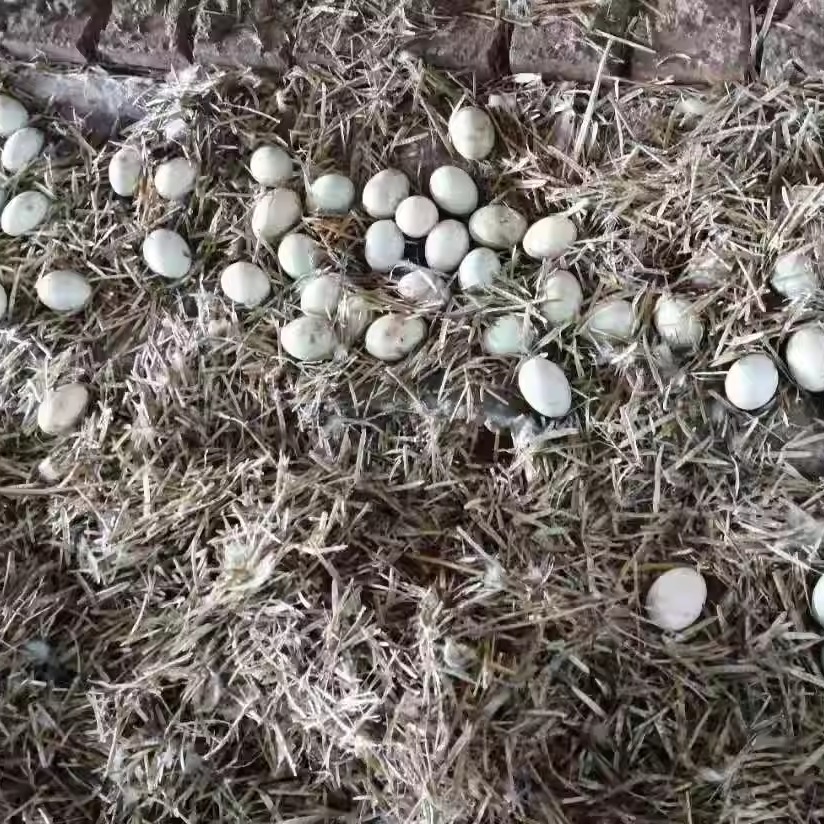 鸭蛋衡阳正宗新鲜土鸭蛋无激素
