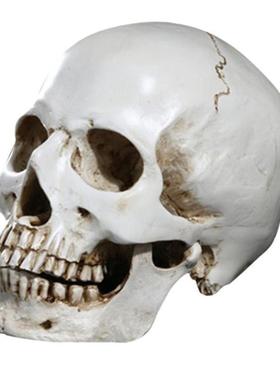 Human Head Replica Resin Divided 3D Skull Mould for Hallowee