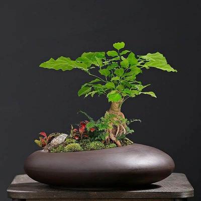 Vintage Purple Sand Phalaenopsis, Green Roses, Wenzhu, Fortu