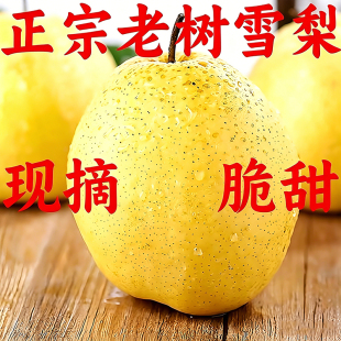 新鲜河北冰糖雪梨应当季水果正宗黄冠梨脆甜多汁酥梨孕妇整箱包邮