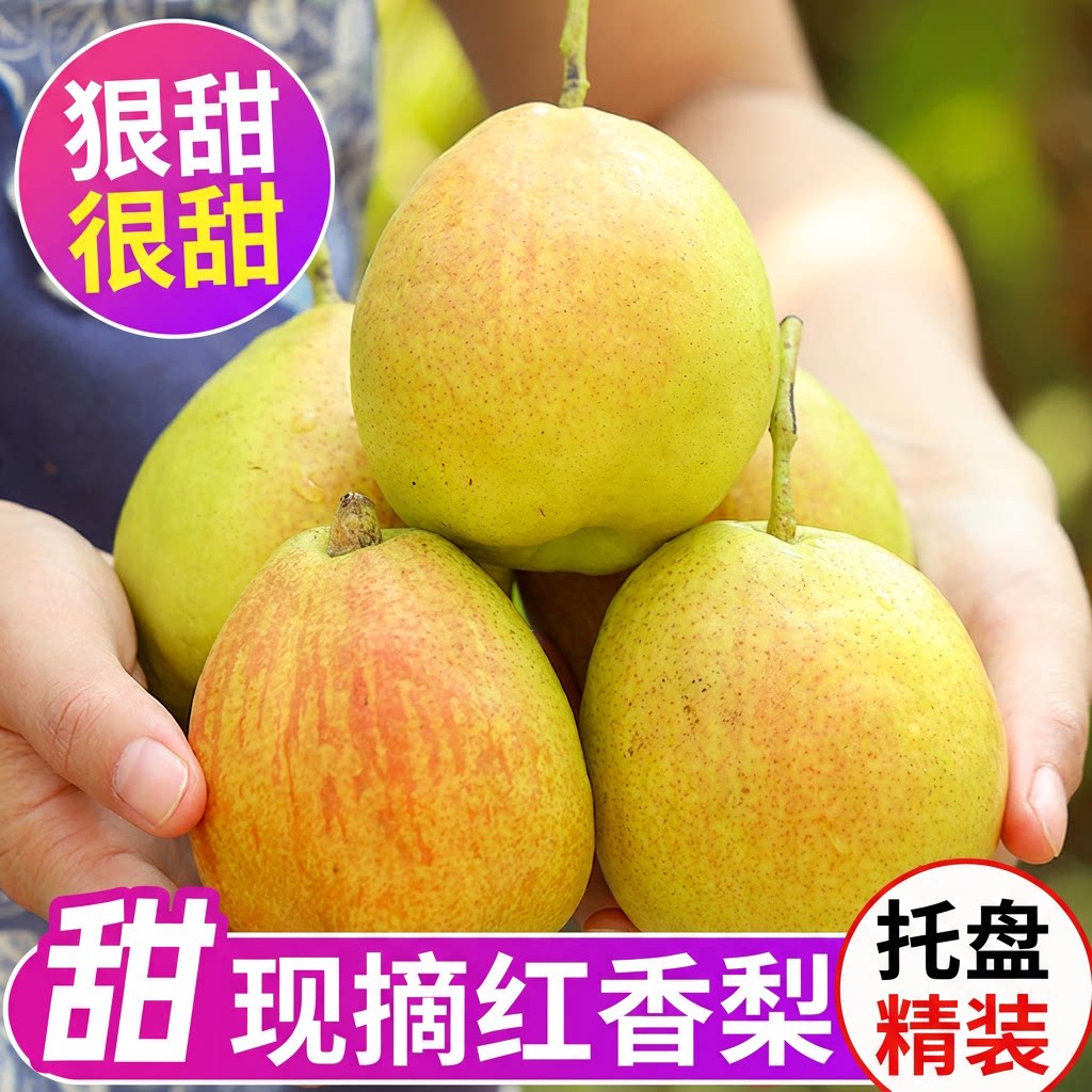 正宗红香酥梨现摘香梨新鲜水果薄皮脆甜多汁梨子整箱批发孕妇包邮