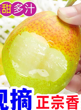 特级红香酥梨当季现摘正宗脆甜梨子酥梨香梨孕妇新鲜水果整箱包邮