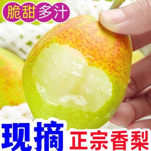 新疆红香酥梨当季现摘正宗脆甜梨子酥梨香梨孕妇新鲜水果整箱包邮