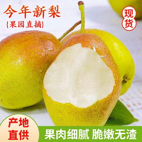 正宗红香酥梨头茬当季现摘香梨青皮梨子脆甜特产新鲜水果整箱包邮
