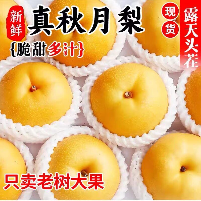 正宗冰糖秋月梨当季新鲜水果山东脆甜梨子礼盒装孕妇水果秋月梨