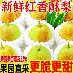 正宗香梨新鲜梨子应季水果新梨七号皮薄脆甜多汁红香酥梨批发整箱