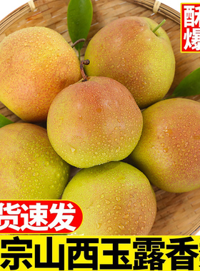 山西玉露香梨新鲜梨子脆冠苹果梨当季现摘水果红酥甜青梨整箱包邮