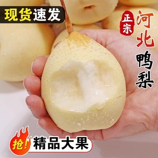 正宗河北鸭梨新鲜水果梨时令当季整箱梨子新鲜雪梨水晶梨新鲜水果
