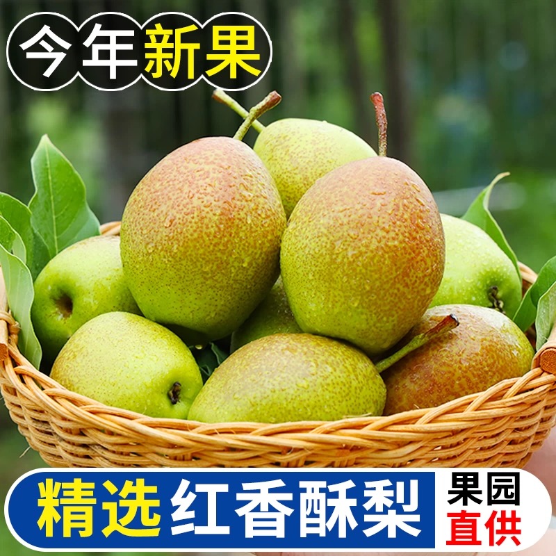 现摘头茬红香酥梨新疆香梨新鲜水果当季脆甜梨子红皮大果整箱包邮