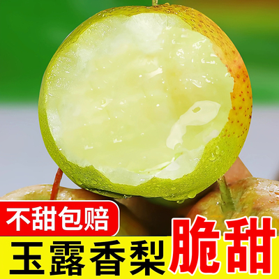 正宗山西玉露香梨当季脆甜新鲜梨
