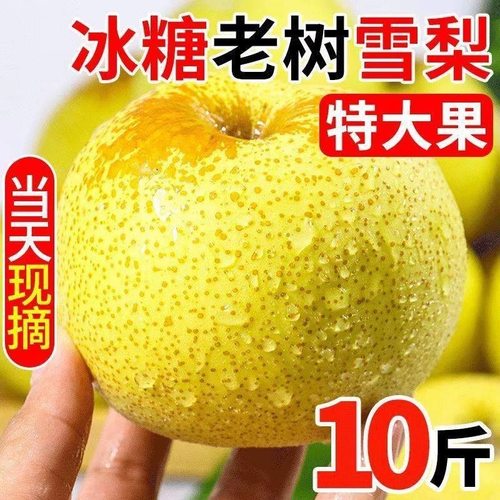 正宗雪梨河北雪花梨梨子10斤冰糖雪梨新鲜水果当季水果3斤5斤包邮