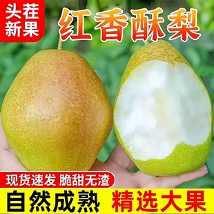 正宗红香酥梨新鲜水果梨子当应季时令整箱皇脆甜雪梨翠冠特级大梨