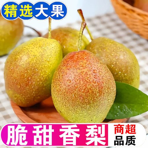 红香酥梨梨子新鲜水果当应季整箱薄皮香梨包邮当季青雪梨酥梨现季