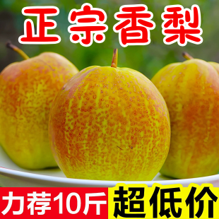 现摘正宗香梨特级大果红香酥梨新鲜水果10斤当季 整箱批发全母梨子