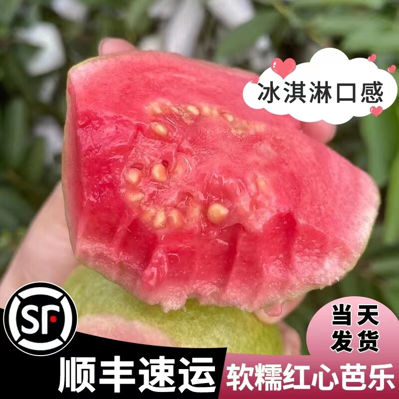 福建番石榴红心芭乐千禧颂