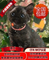 大脸猫宠物德文卷毛猫CFA纯血统猫咪活体幼猫黑德文卷毛猫