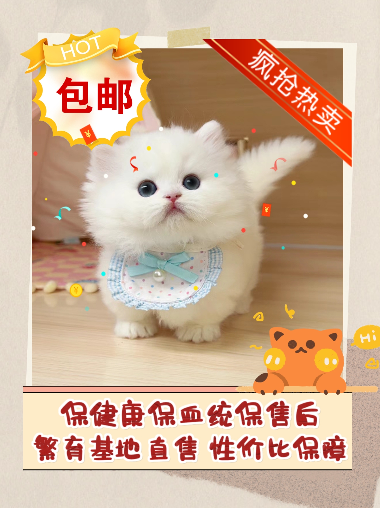 纯白英短猫咪活体cfa纯血统认证猫咪纯白拿破仑高脚短毛曼基康