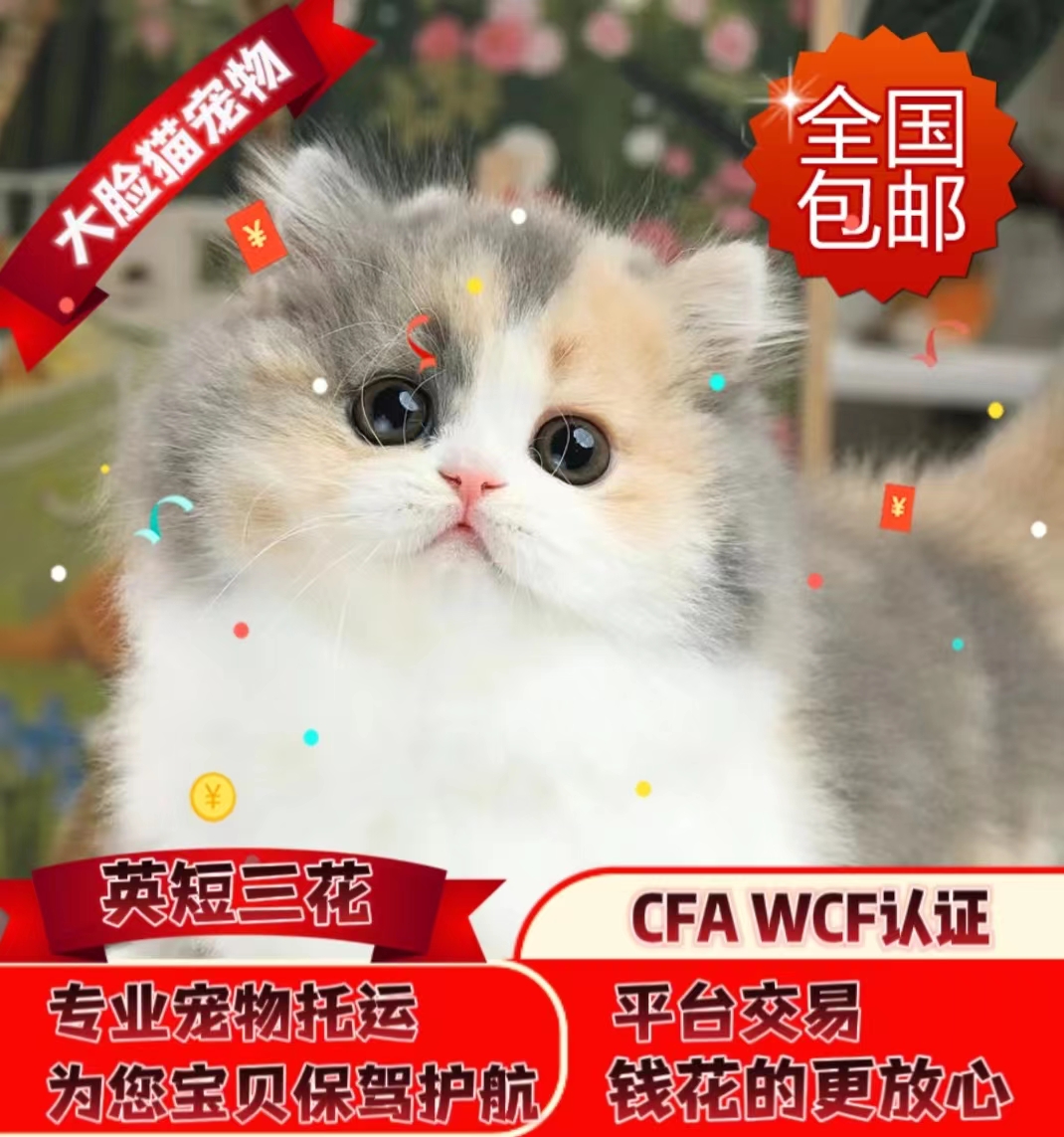 大脸猫英短三花矮脚拿破仑米努特脸版猫咪cfa纯血统认证猫咪活体